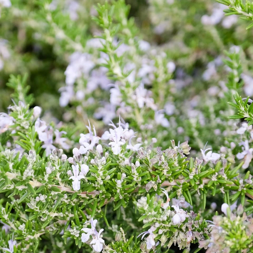 Prostratus Rosemary