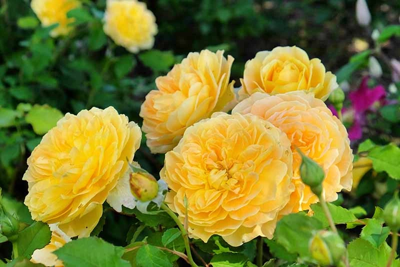 Shrub Roses