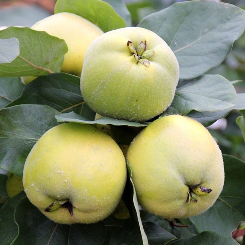 Smyrna Quince