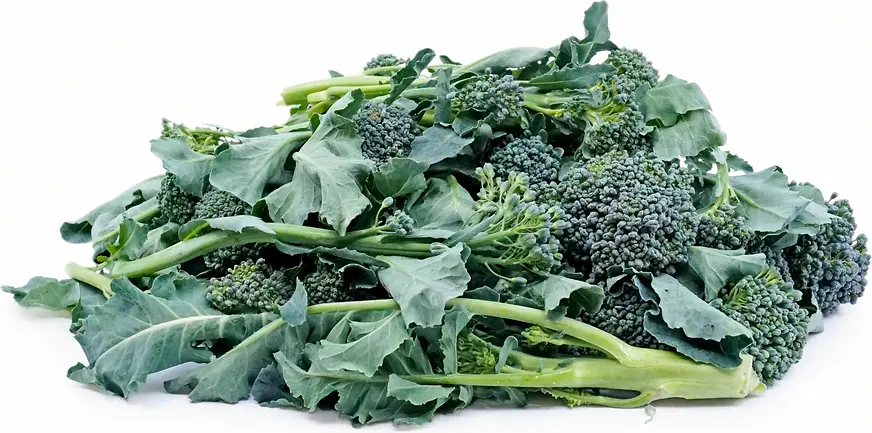 Sprouting Broccoli