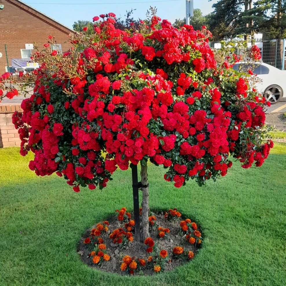 Tree Roses (Standard Roses)