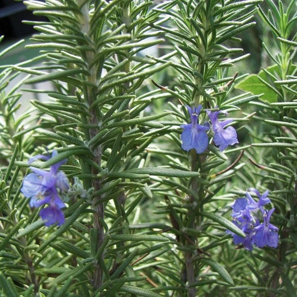 Tuscan Blue Rosemary