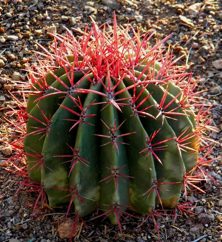 Barrel Cactus (Ferocactus)