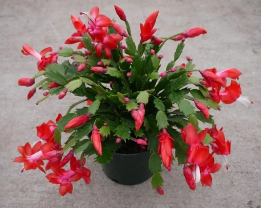 Christmas Cactus (Schlumbergera)