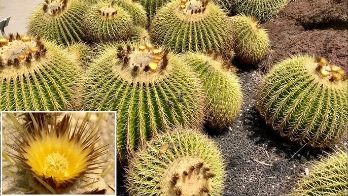 Golden Barrel Cactus (Echinocactus grusonii)