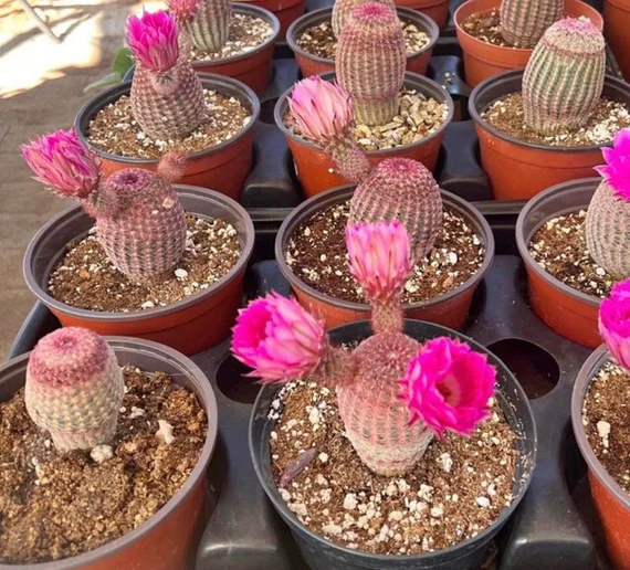 Hedgehog Cactus (Echinocereus)