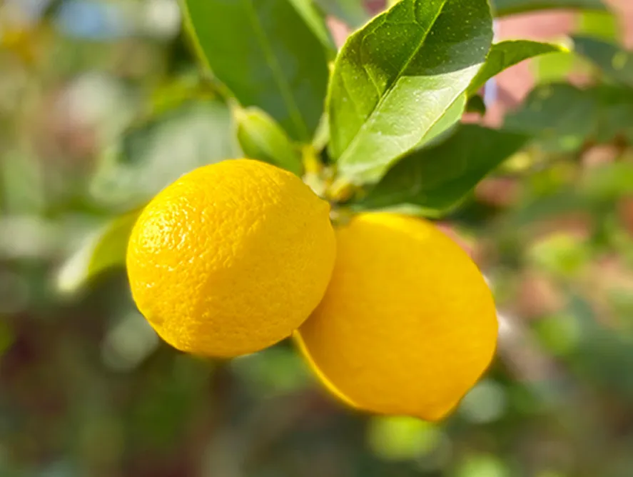 Meyer Lemon