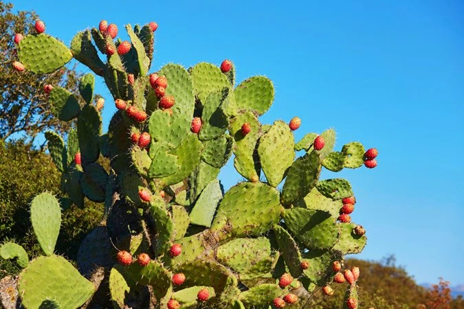 Prickly Pear Cactus (Opuntia)