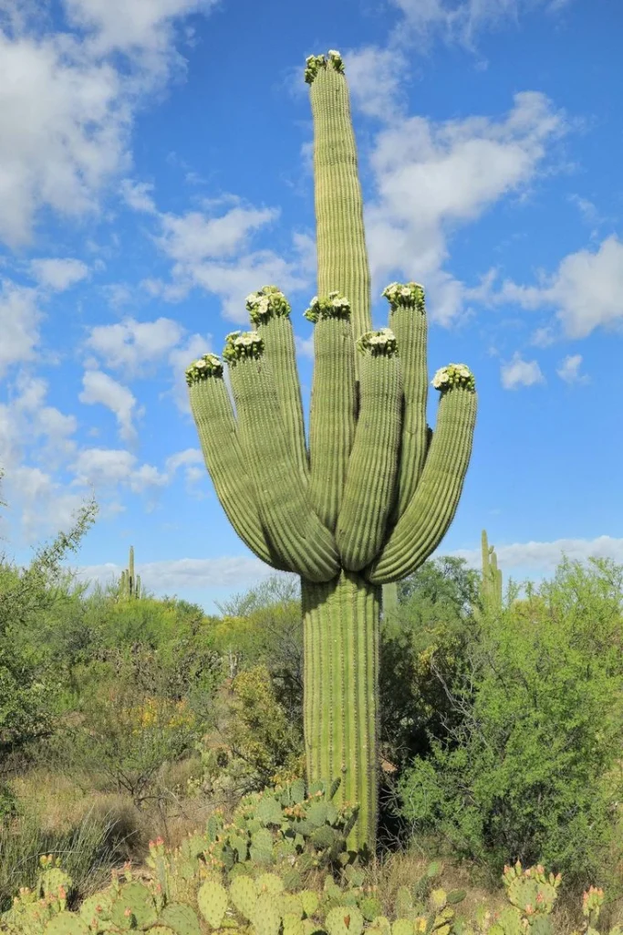 Saguaro Cactus (Carnegiea gigantea)