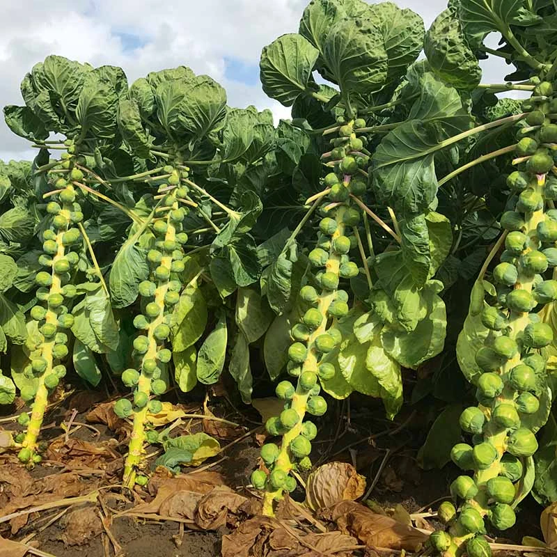 Long Island Improved Brussels Sprouts