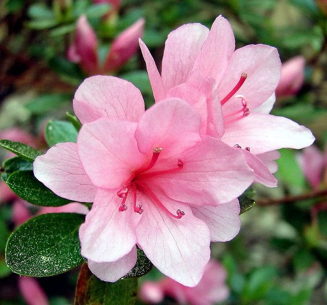 Rhododendron Azaleas Flower