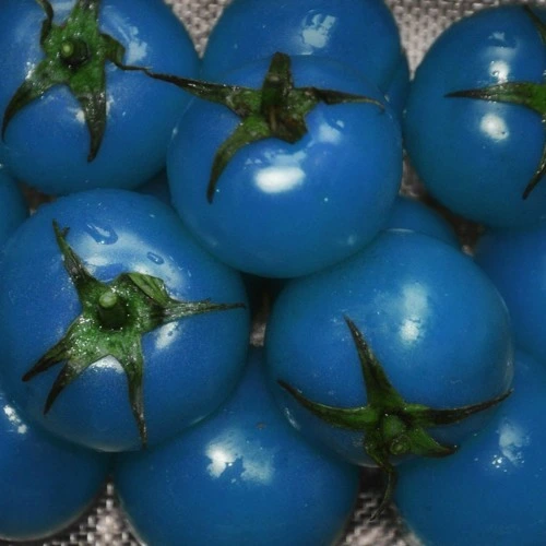 Blue Tomatoes