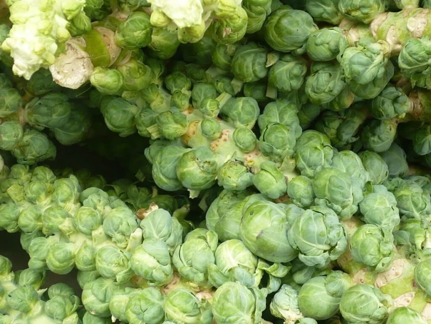 Jade Cross Brussels Sprouts