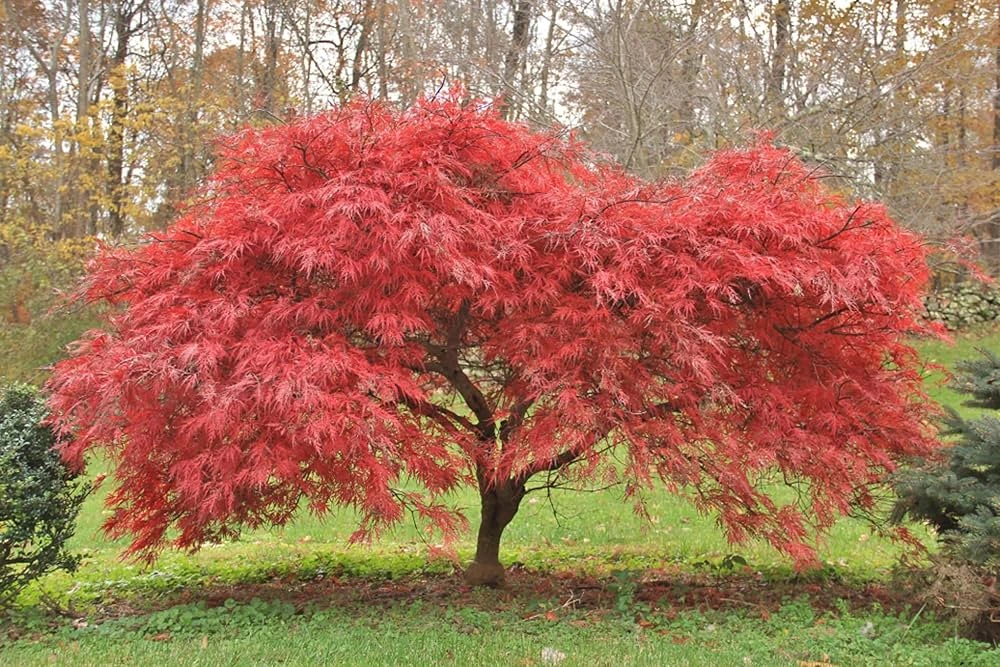 Japanese Maple (Acer palmatum)