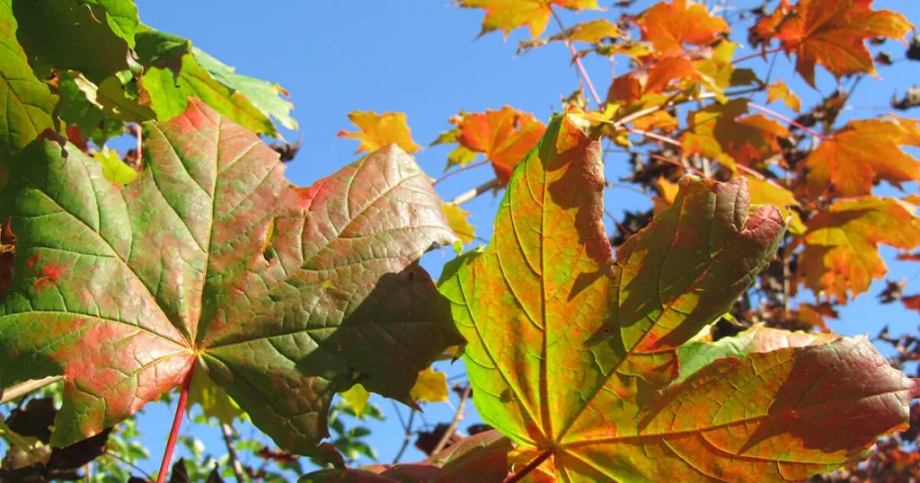 Norway Maple (Acer platanoides)