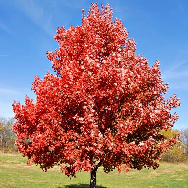 Red Maple (Acer rubrum)