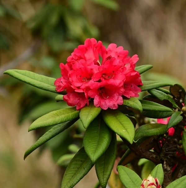 Rhododendron arboreum Flower