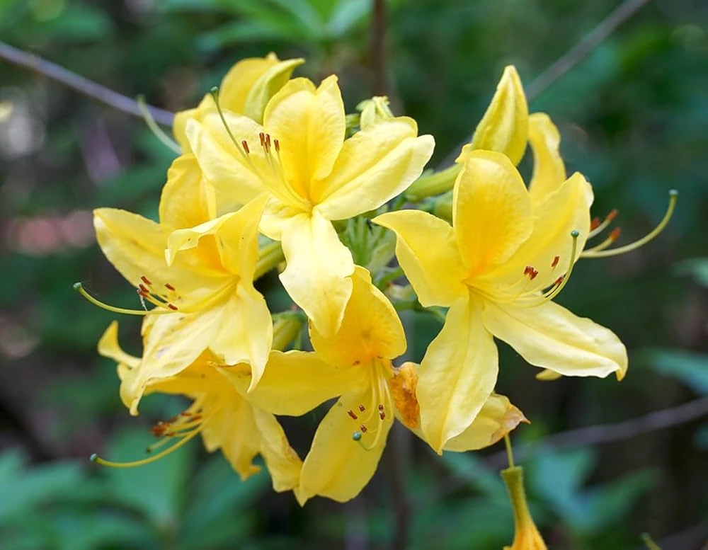 Rhododendron luteum Flower