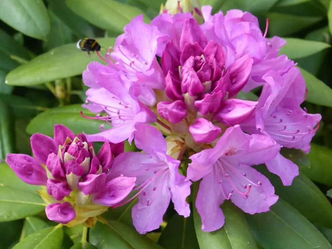 Rhododendron ponticum Flower