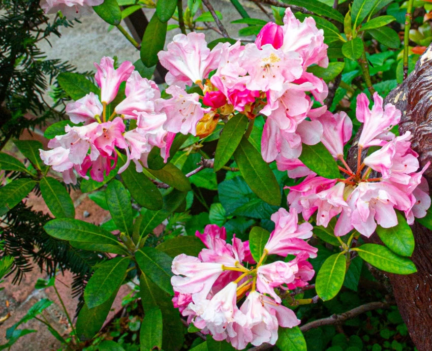 Rhododendron yakushimanum Flower