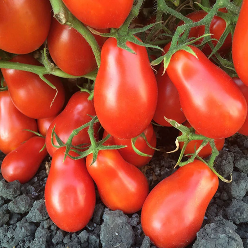 Roma Tomatoes