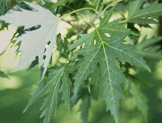 Silver Maple (Acer saccharinum)