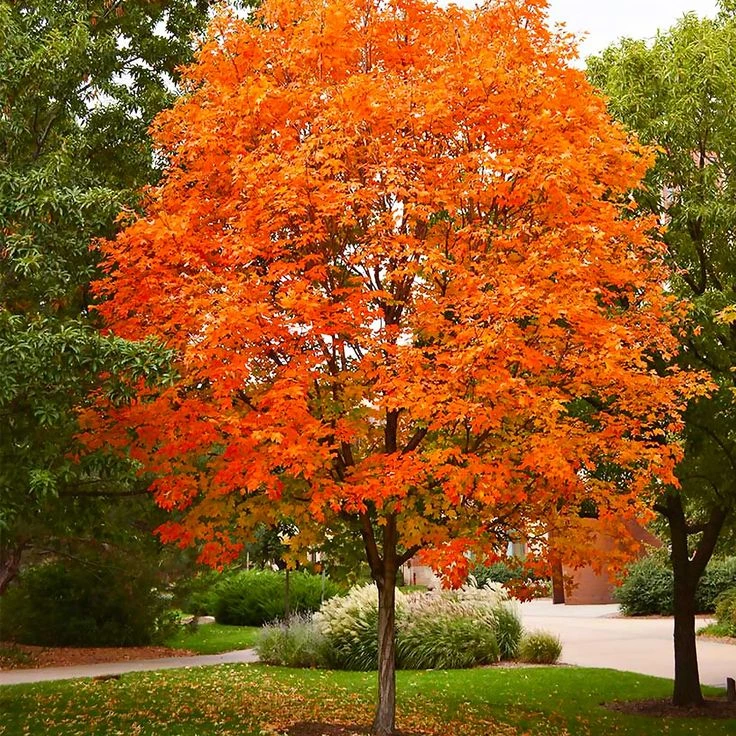 Sugar Maple (Acer saccharum)