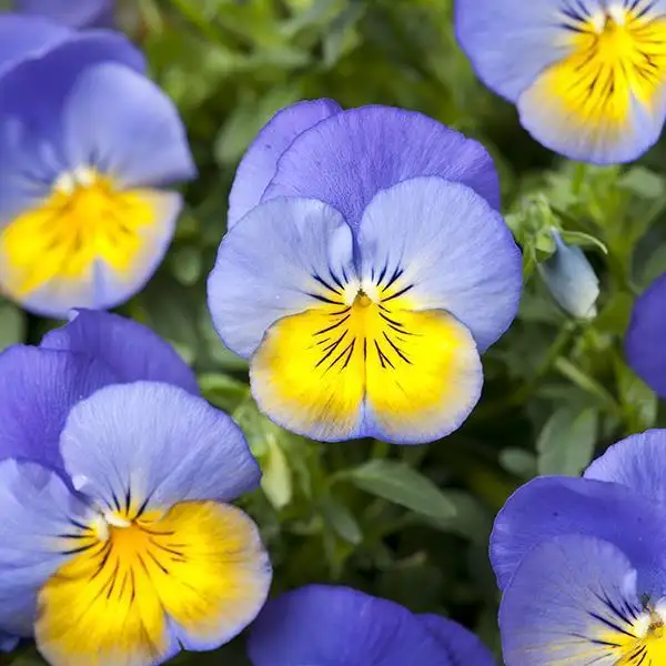 Cool Wave Series Pansy Plant