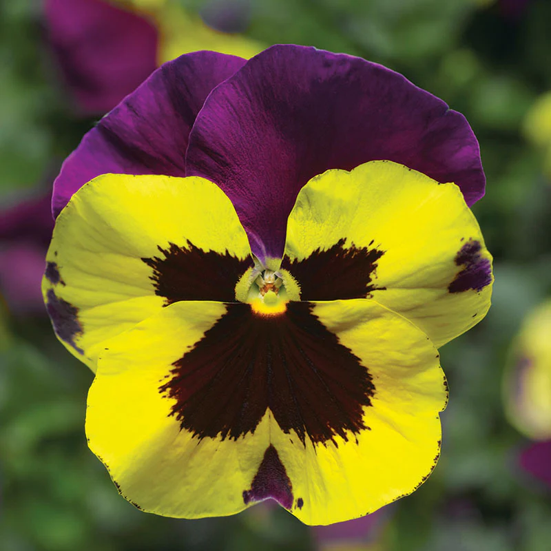 Delta Series Pansy Plant