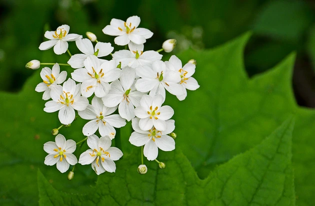 Diphylleia cymosa Skeleton Flower