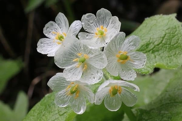 Diphylleia grayi Skeleton Flower