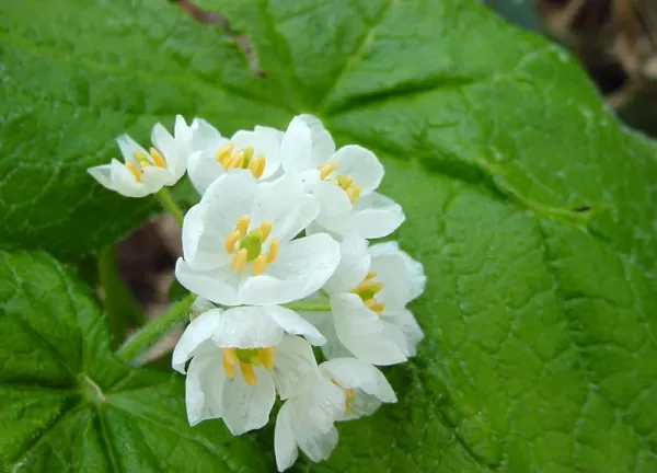 Diphylleia sinensis Skeleton Flower