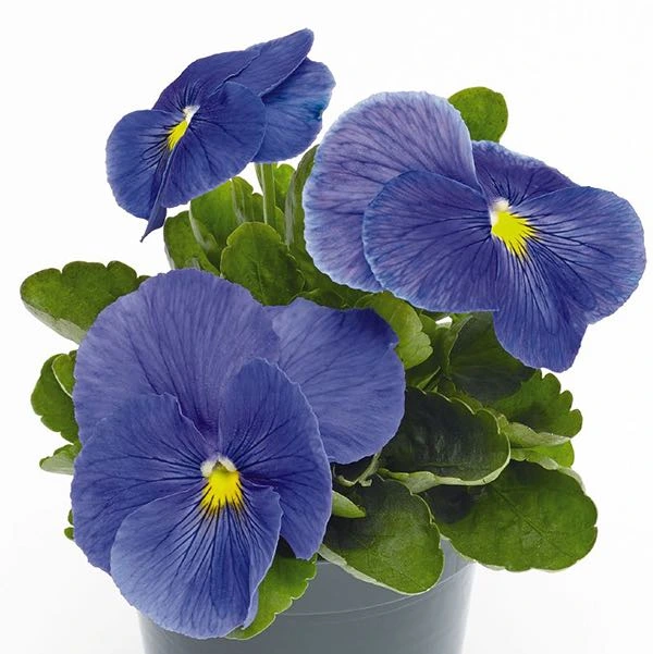 Inspire Plus Series Pansy Plant