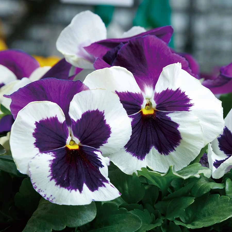 Majestic Giant Series Pansy Plant