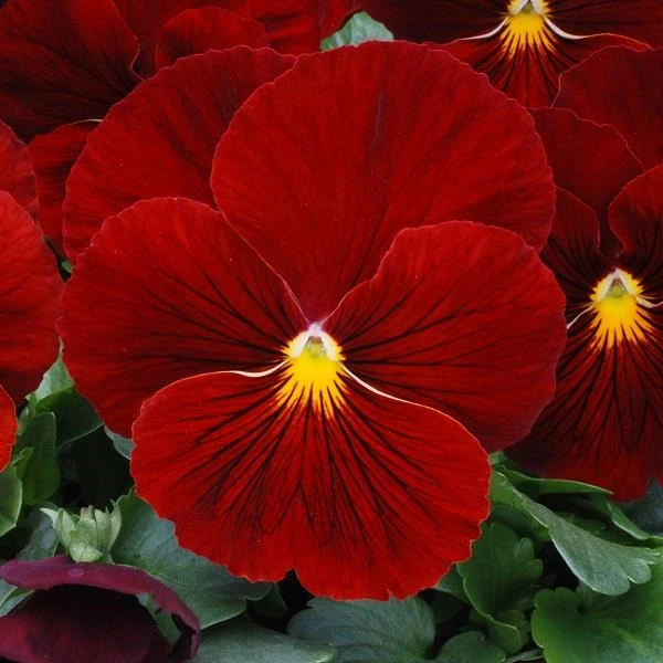 Matrix Series Pansy Plant