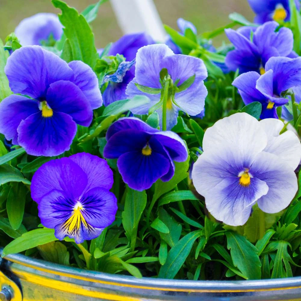 Swiss Giants Pansy Plant