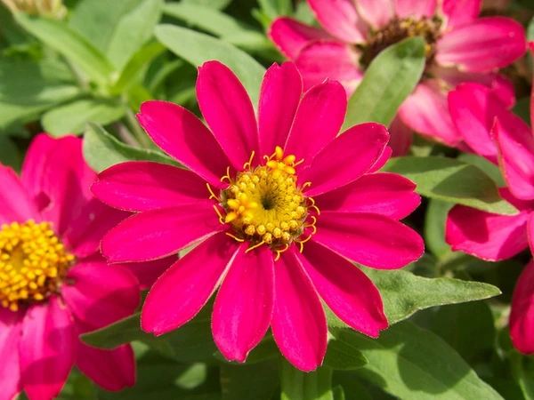 Zinnia Angustifolia (Narrowleaf Zinnia)