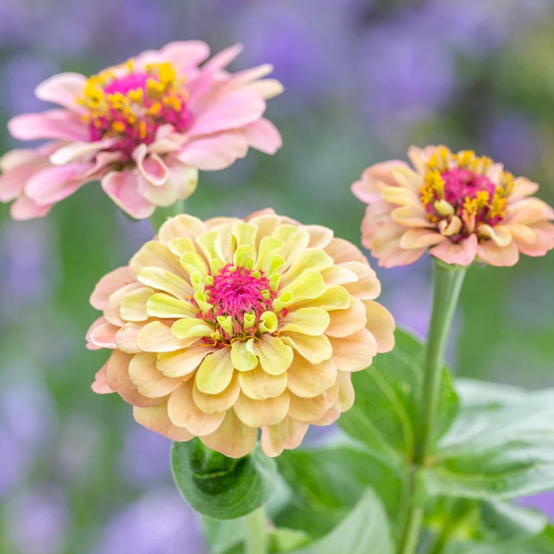 Zinnia Elegans (Common Zinnia)