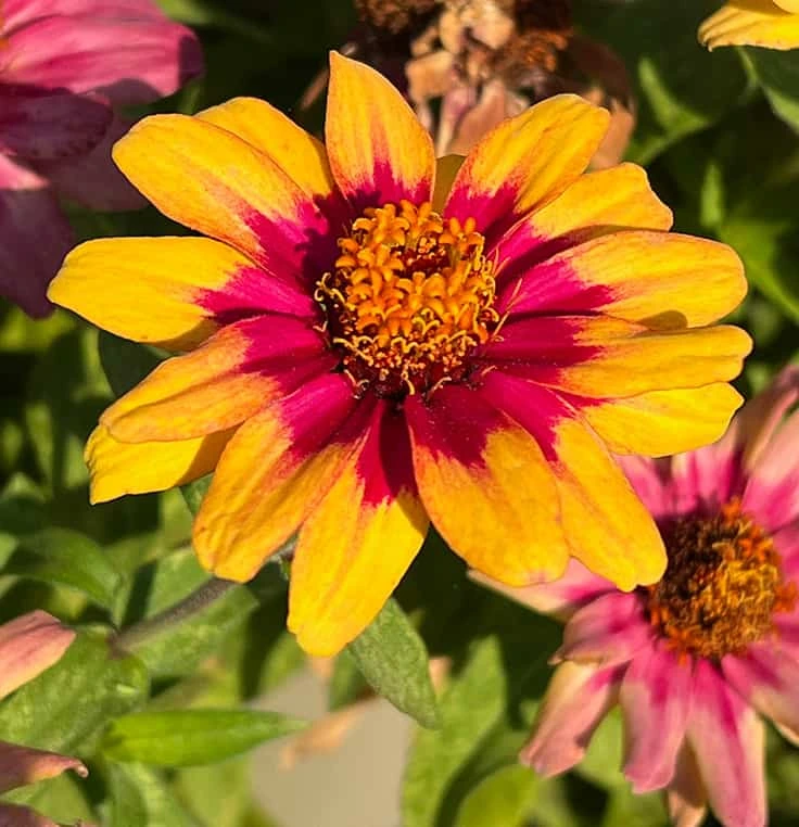 Zinnia Profusion Series