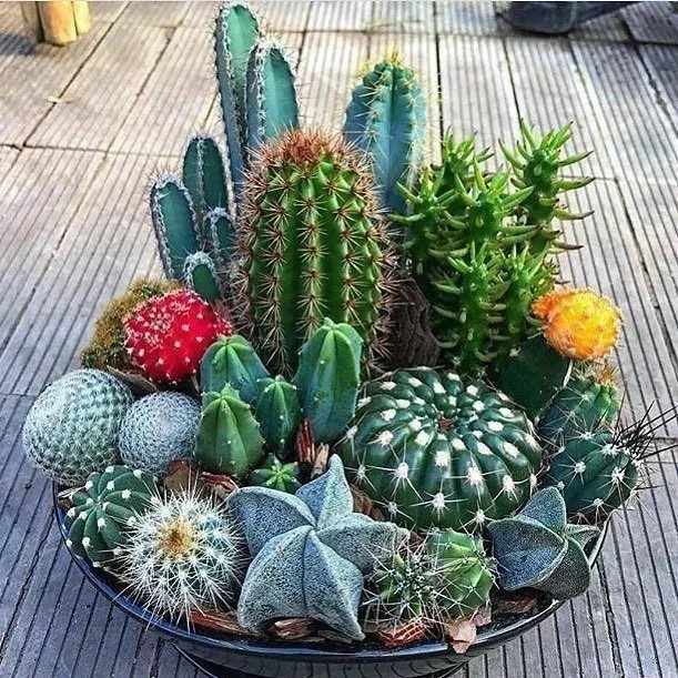 Cactus Family