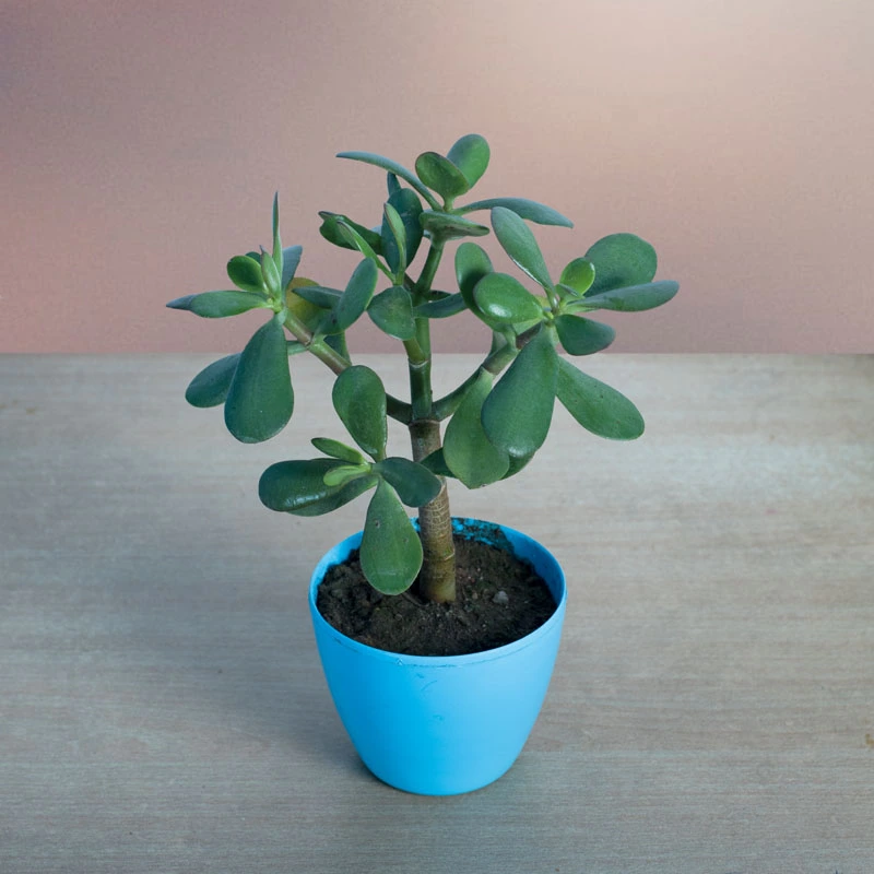 Crassula (Jade Plant)