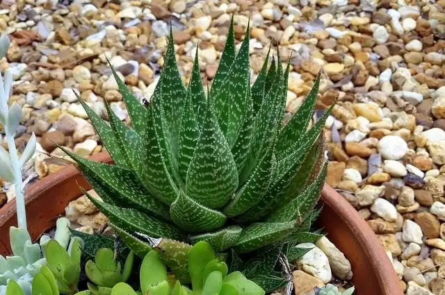 Haworthia