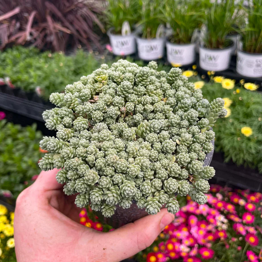 Sedum (Stonecrop)