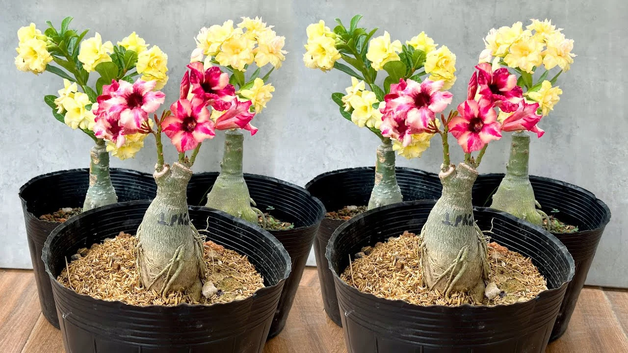 adenium plant introduction