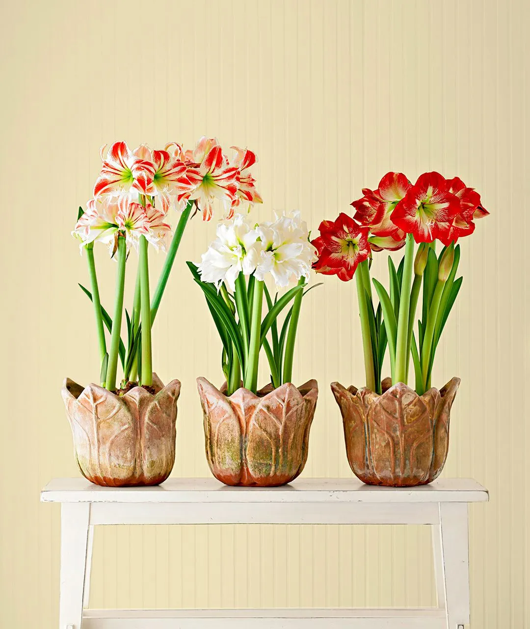 Amaryllis Bulbs