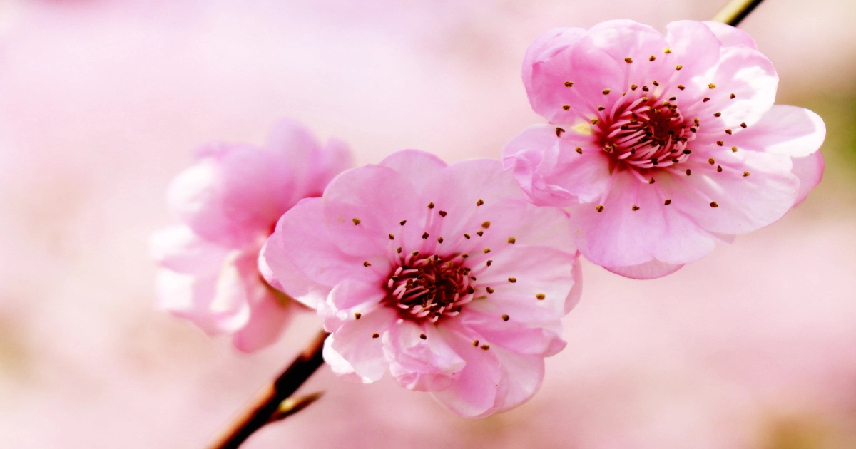 Cherry Blossom Tree