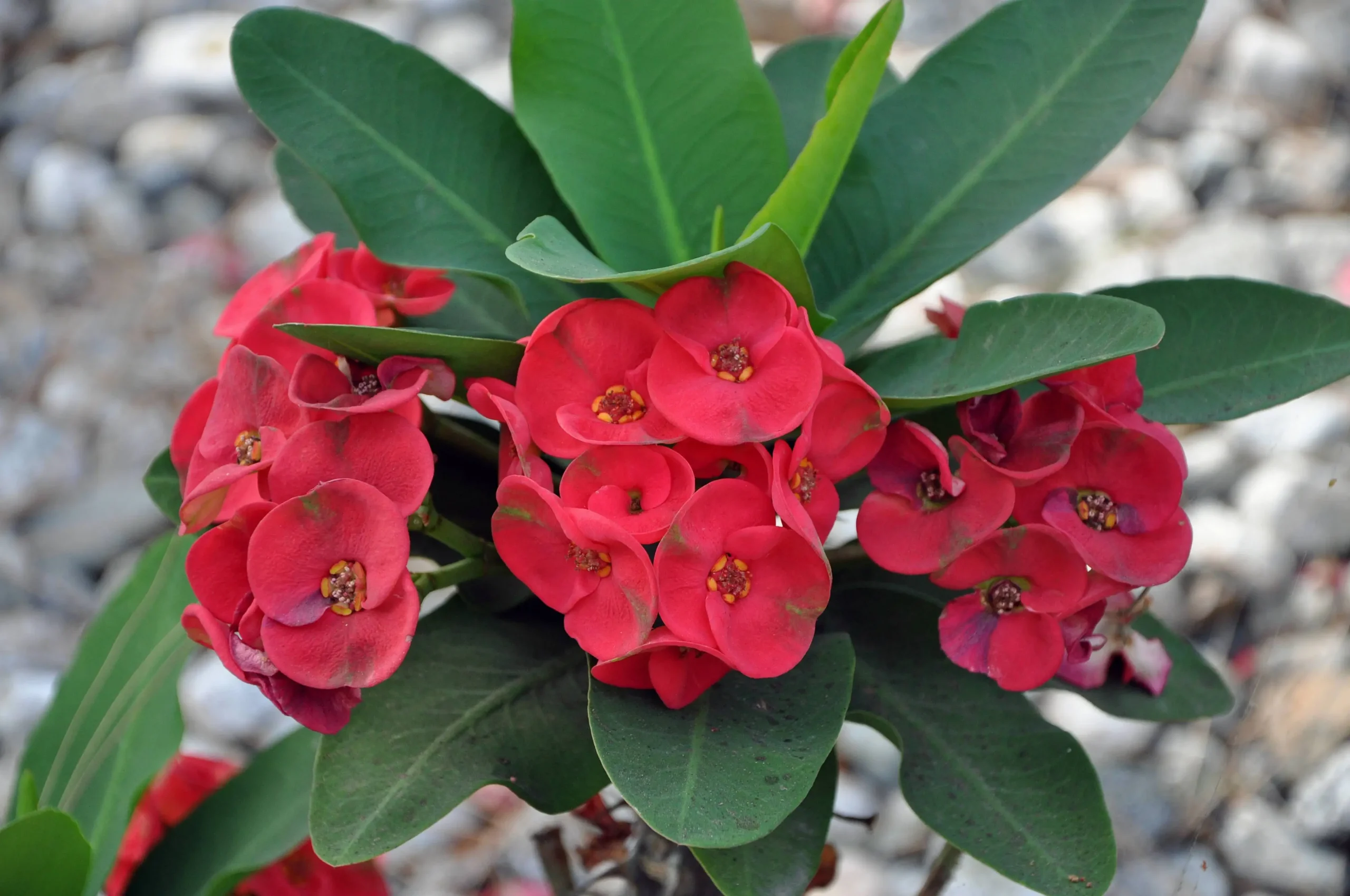 Crown of Thorns Plant