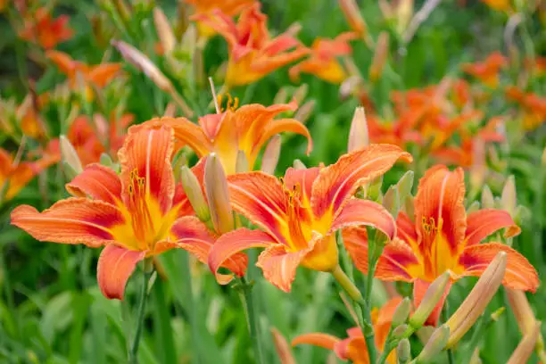 Daylilies