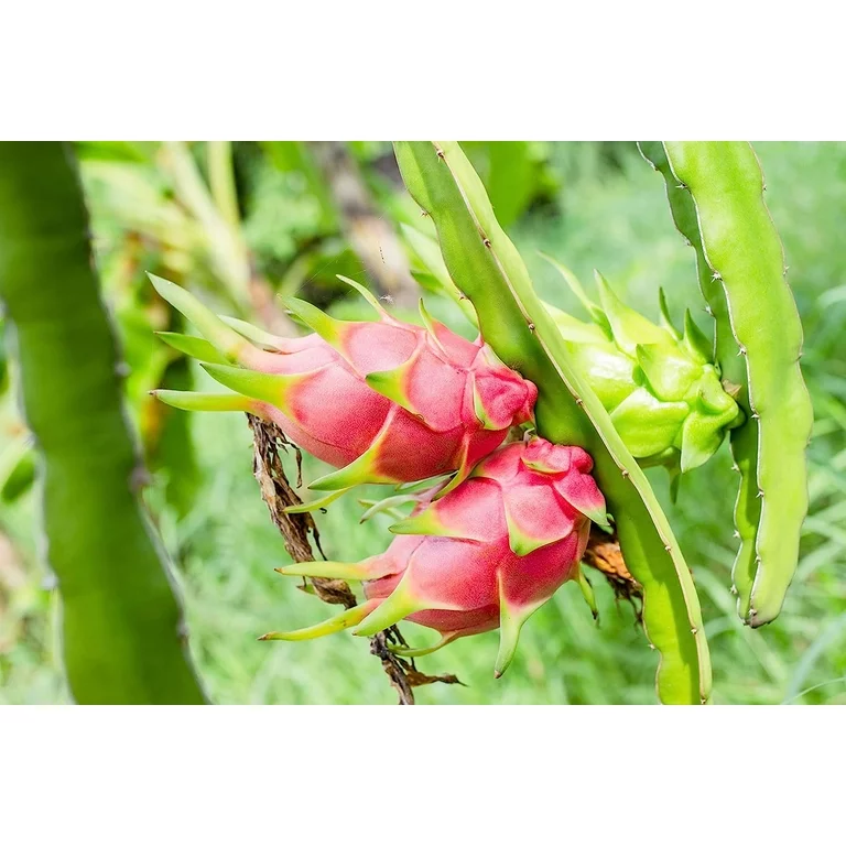 Dragon Fruit Plant Care