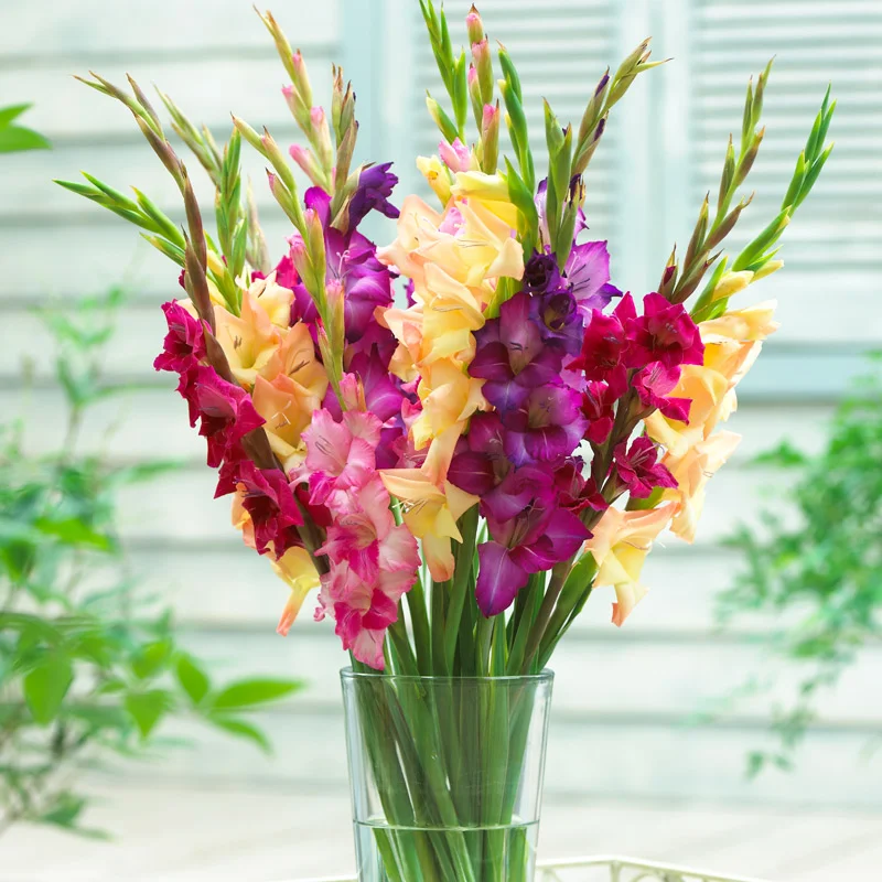 Gladiolus Flower